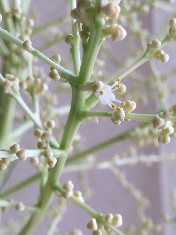 トックリラン　満開